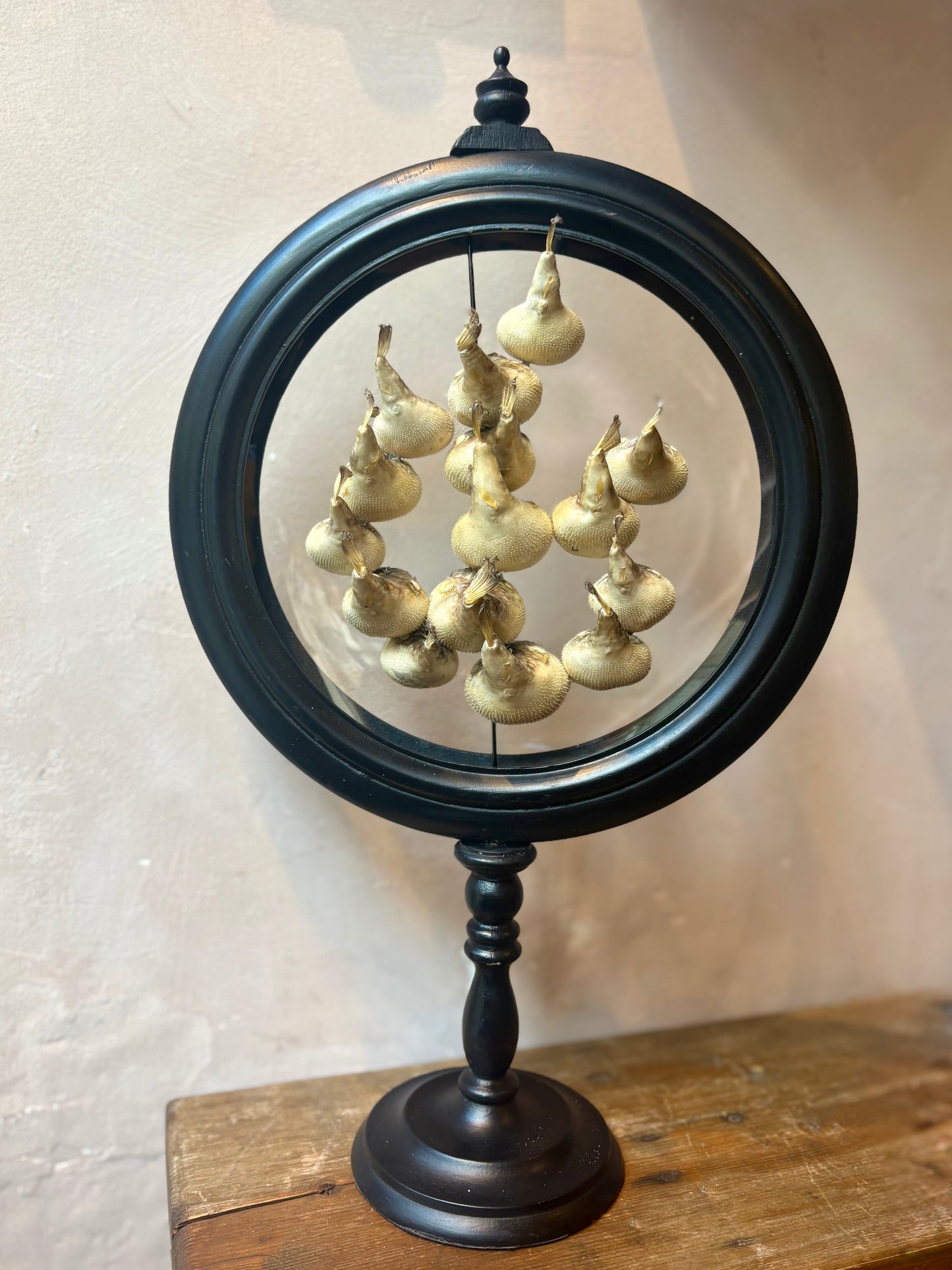 Preserved Pufferfish Specimen