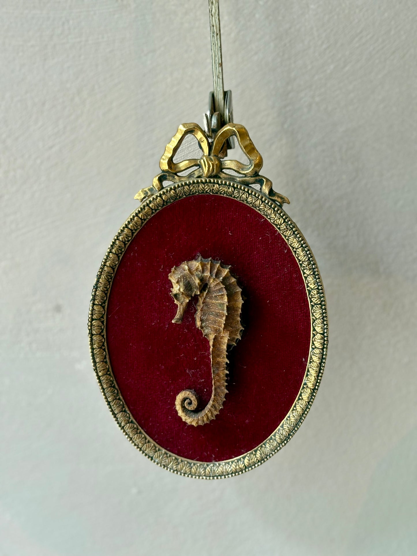 Genuine Seahorse mounted on a Louis XVI style frame