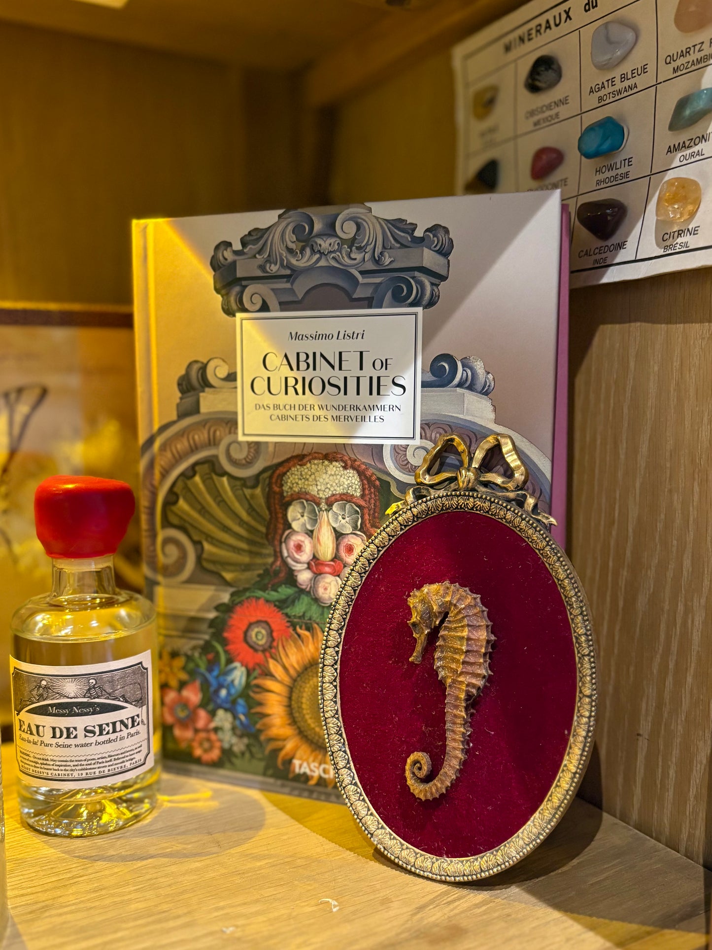 Genuine Seahorse mounted on a Louis XVI style frame