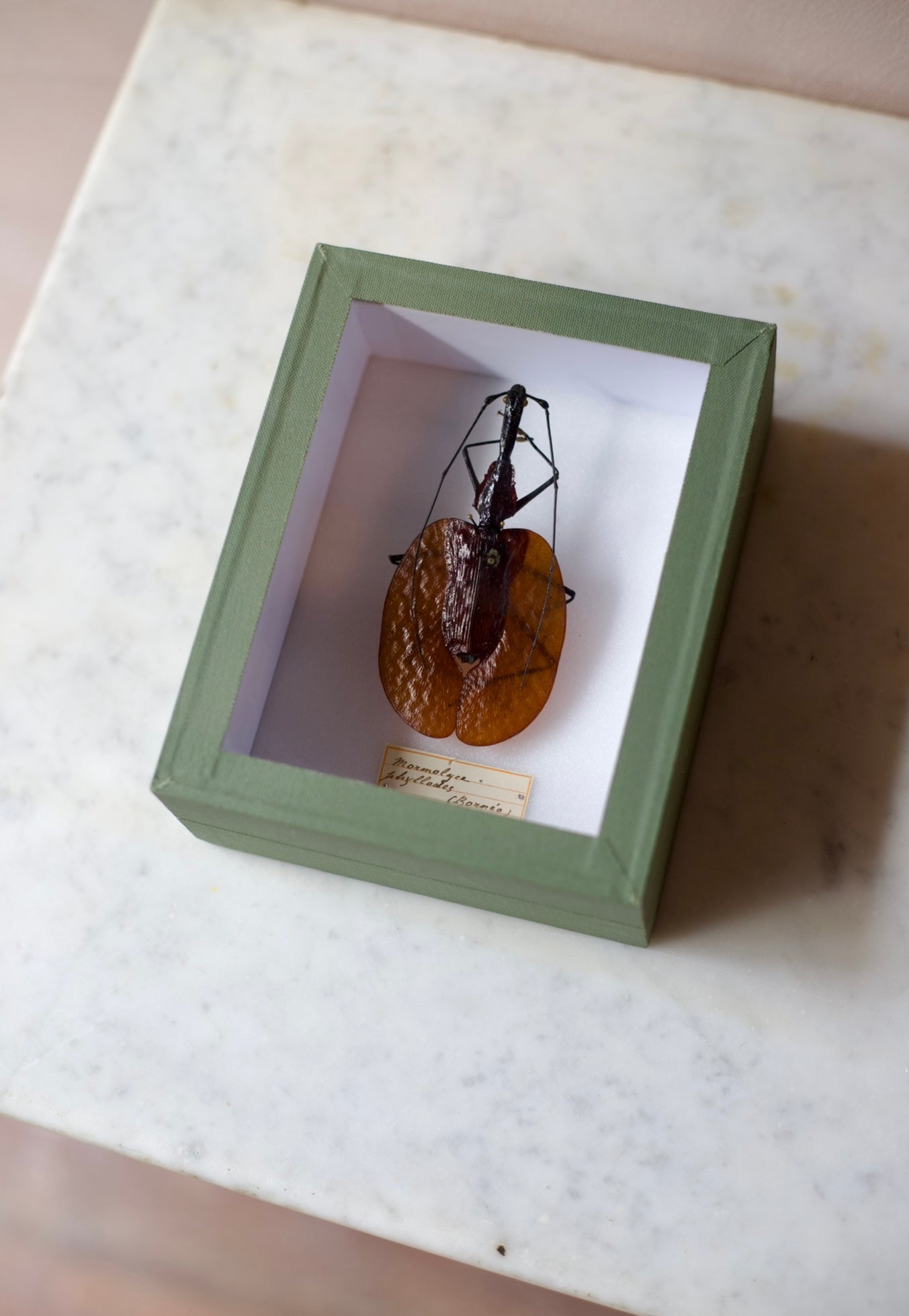 Beetle Case