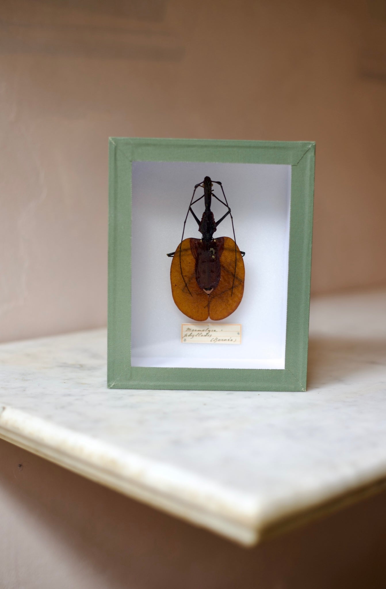 Beetle Case