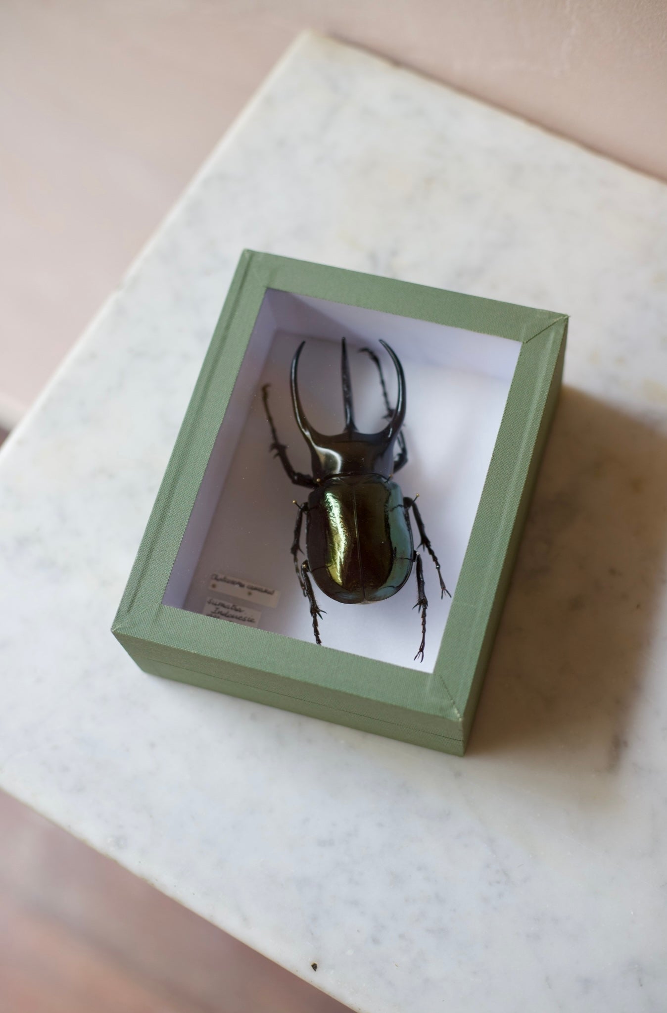 Three horned rhinoceros beetle case