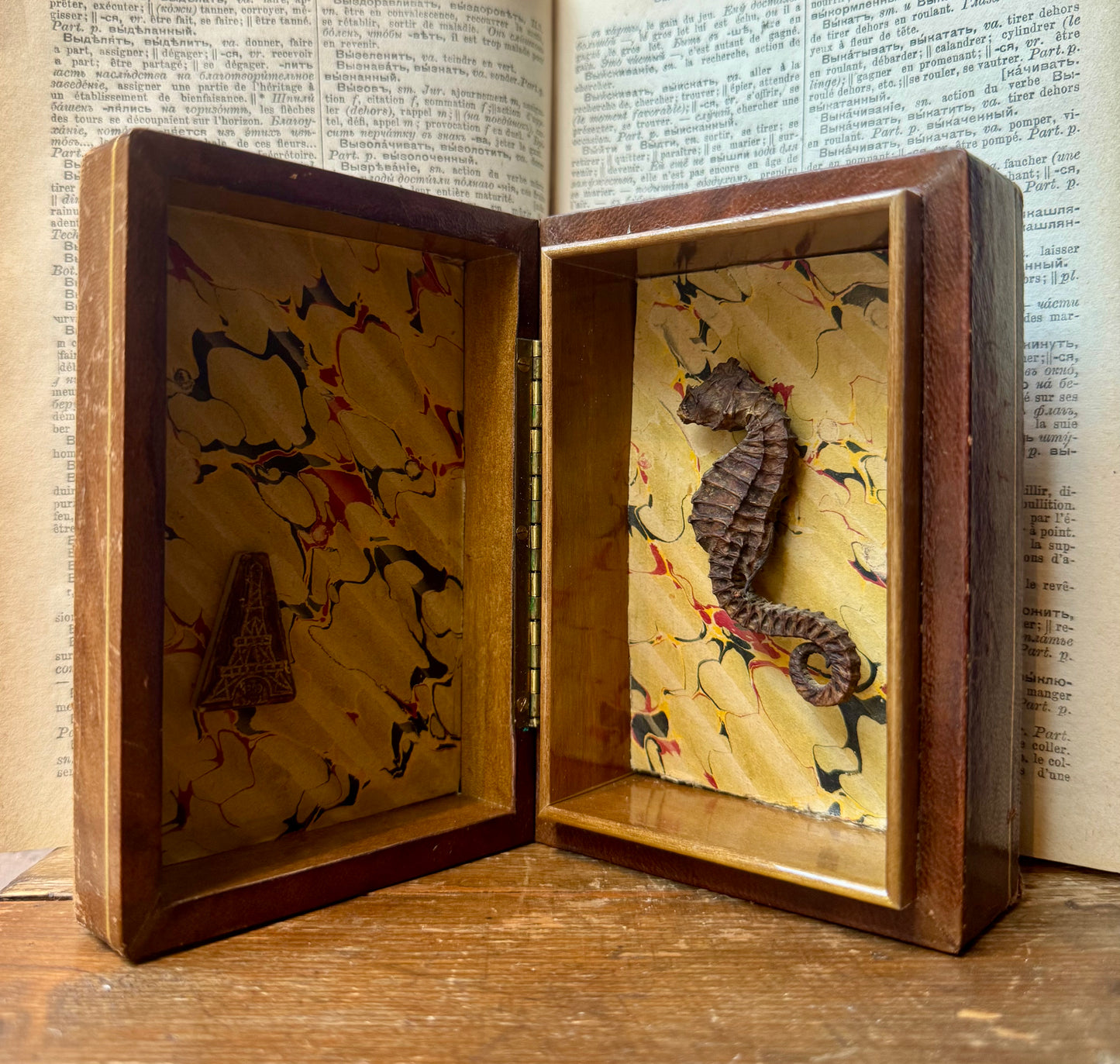Seahorse Curiosity Box