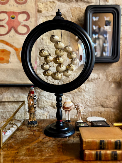 Preserved Pufferfish Specimen