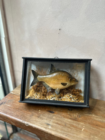 Antique Faux Fish Glass Showcase
