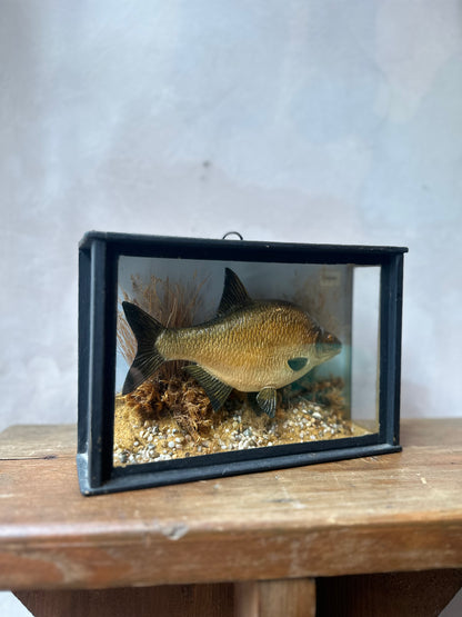 Antique Faux Fish Glass Showcase