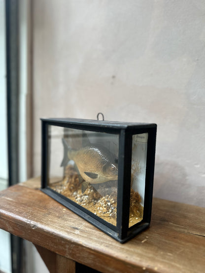 Antique Faux Fish Glass Showcase