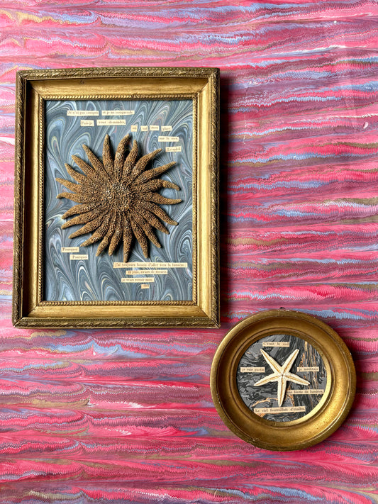 "Existentialist Sea Star" Work by Artist Carole Mannette