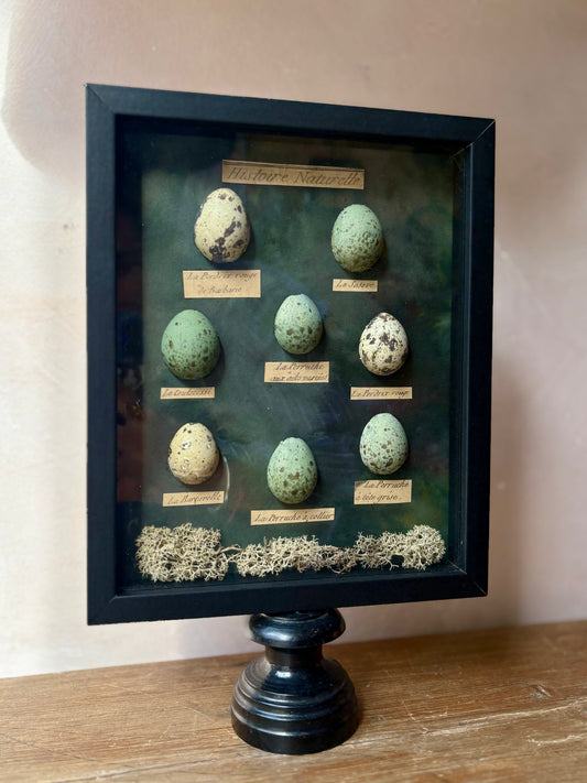 Natural History Quail Egg Display