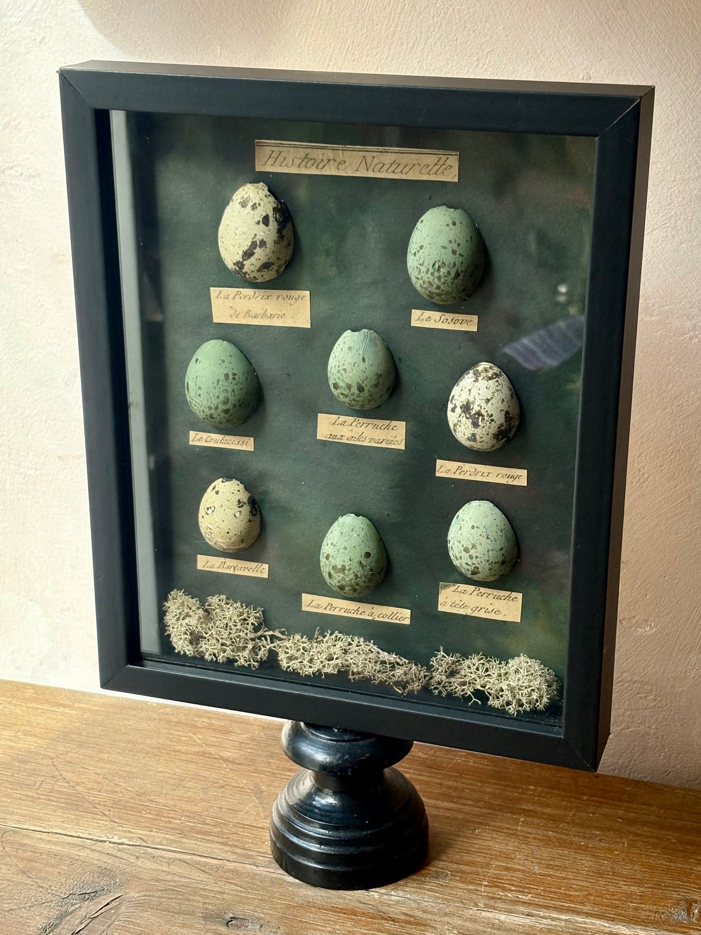 Natural History Quail Egg Display