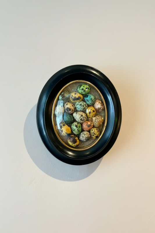 Napoleon III Convex Quail Egg Curiosity Frame
