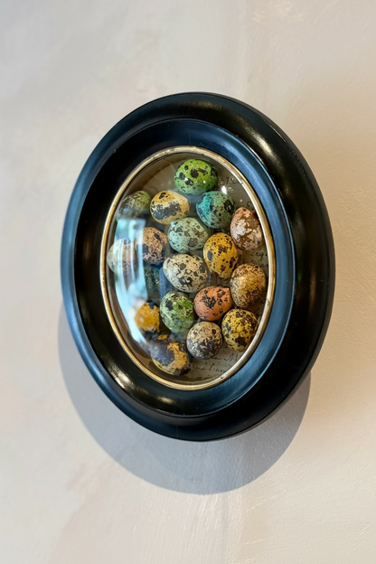 Napoleon III Convex Quail Egg Curiosity Frame