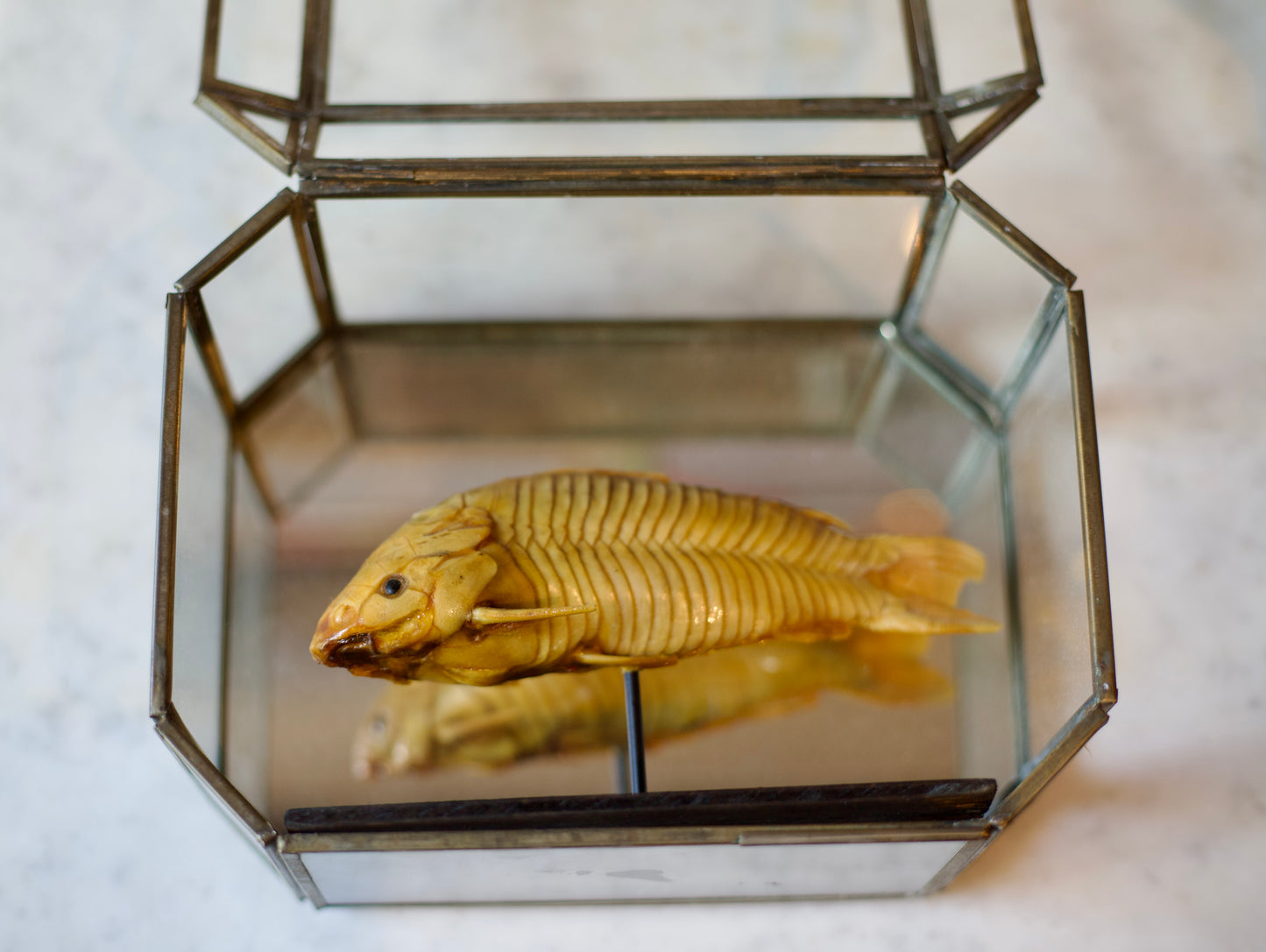 Hoplosternum Litorale - Incased in a Victorian Box