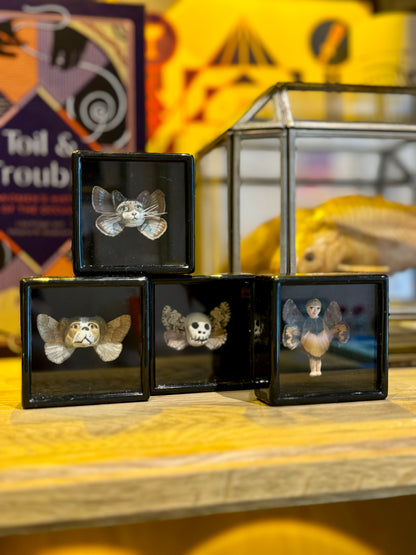 Mythical taxidermy boxes by Maïssa Toulet