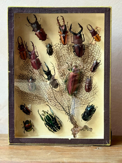 Beetle Shadow Box