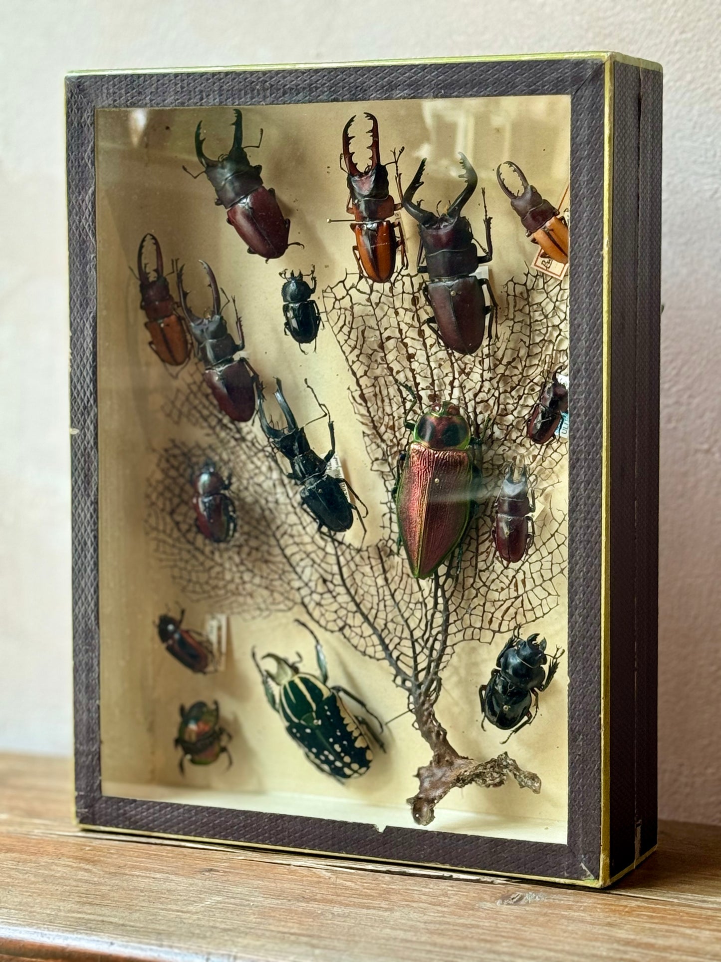 Beetle Shadow Box