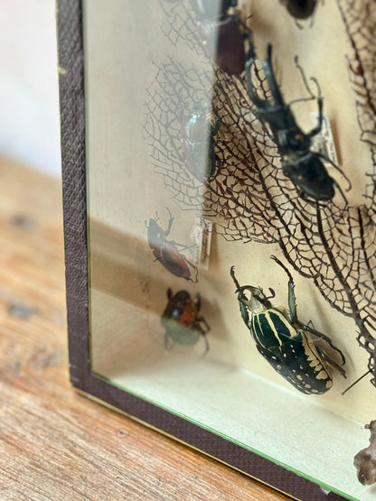 Beetle Shadow Box