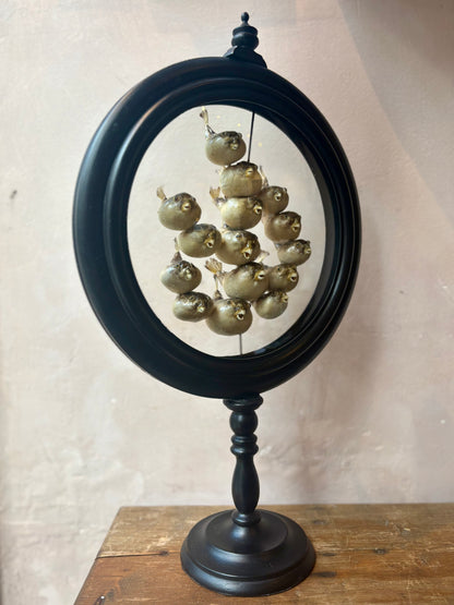 Preserved Pufferfish Specimen