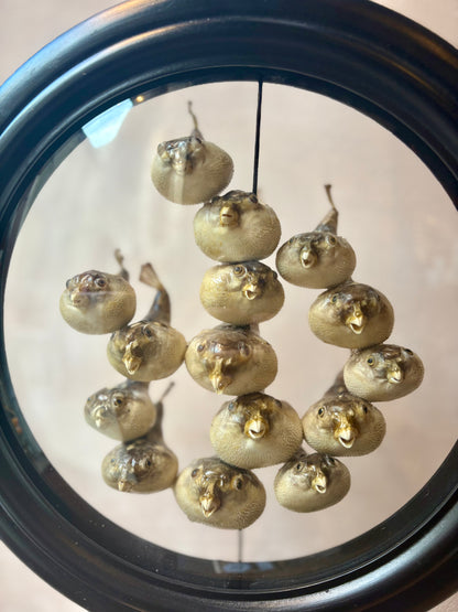 Preserved Pufferfish Specimen