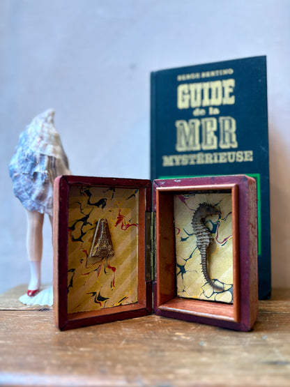 Seahorse Curiosity Box