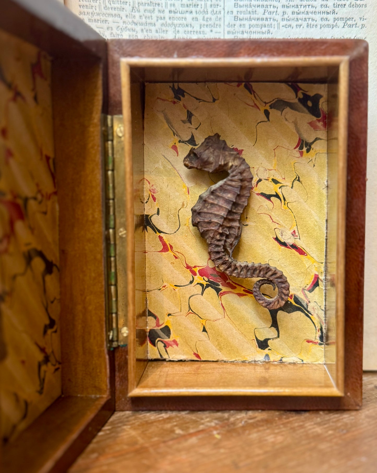 Seahorse Curiosity Box