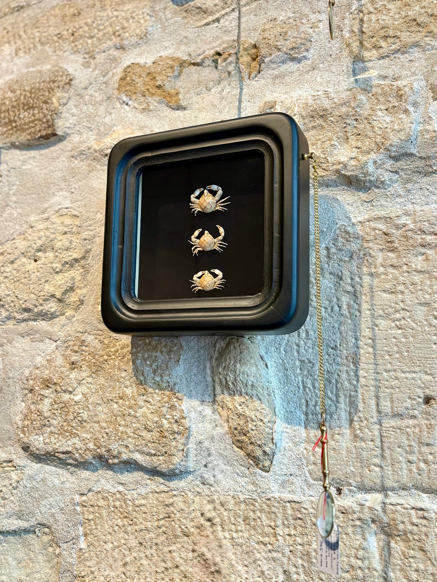 Observation Entomology frame with Magnifying Glass