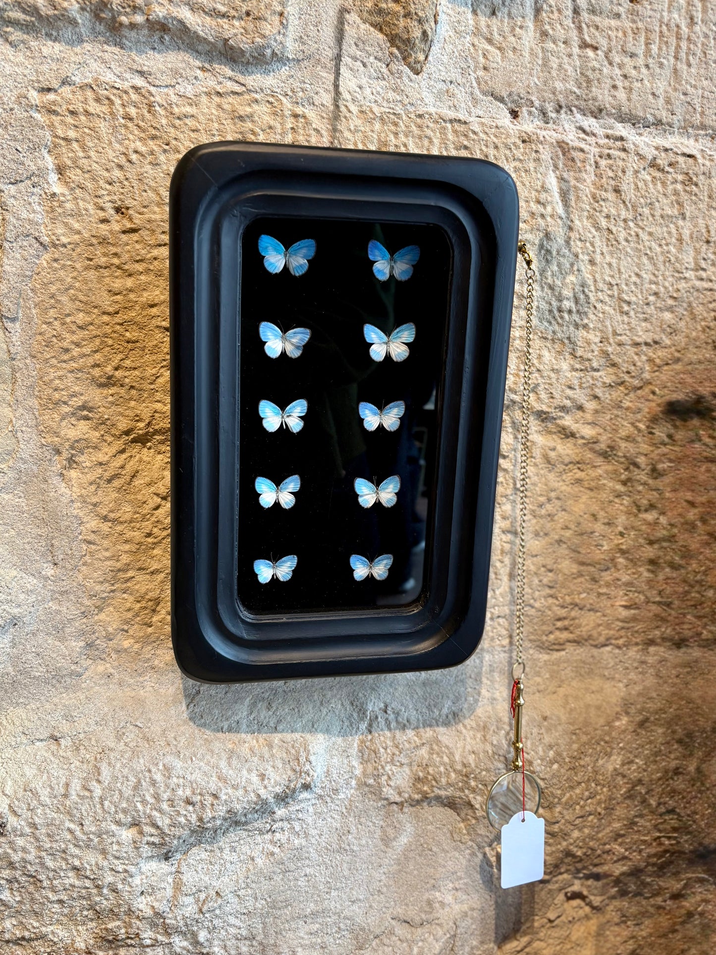 Observation Entomology frame with Magnifying Glass