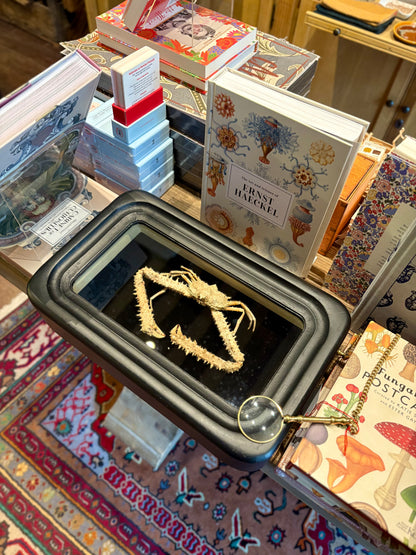 Observation Entomology frame with Magnifying Glass