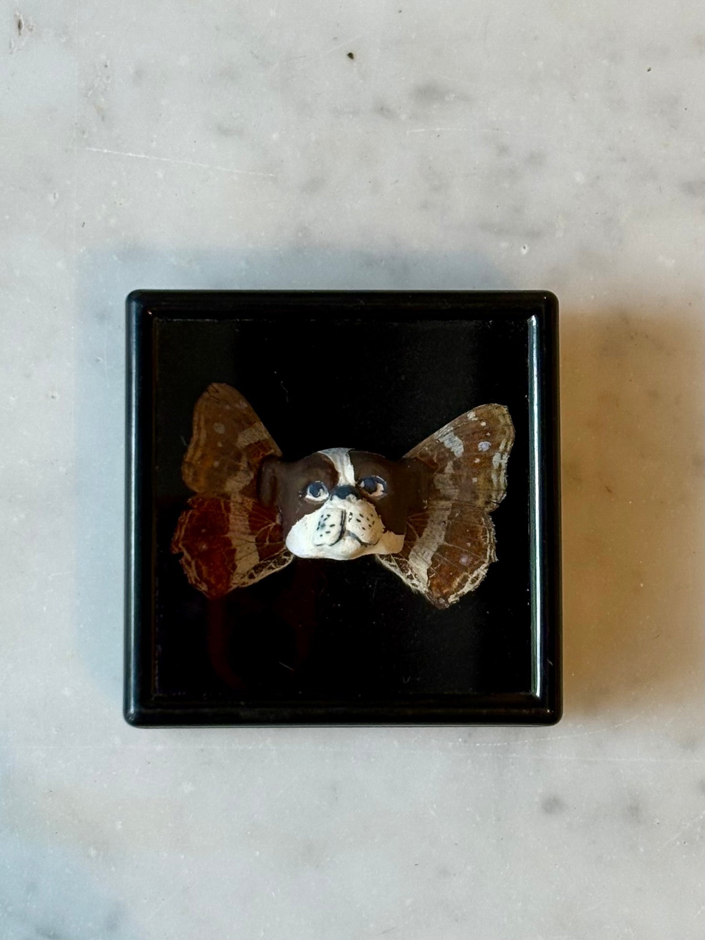 Mythical Magnet Taxidermy Boxes by Maïssa Toulet