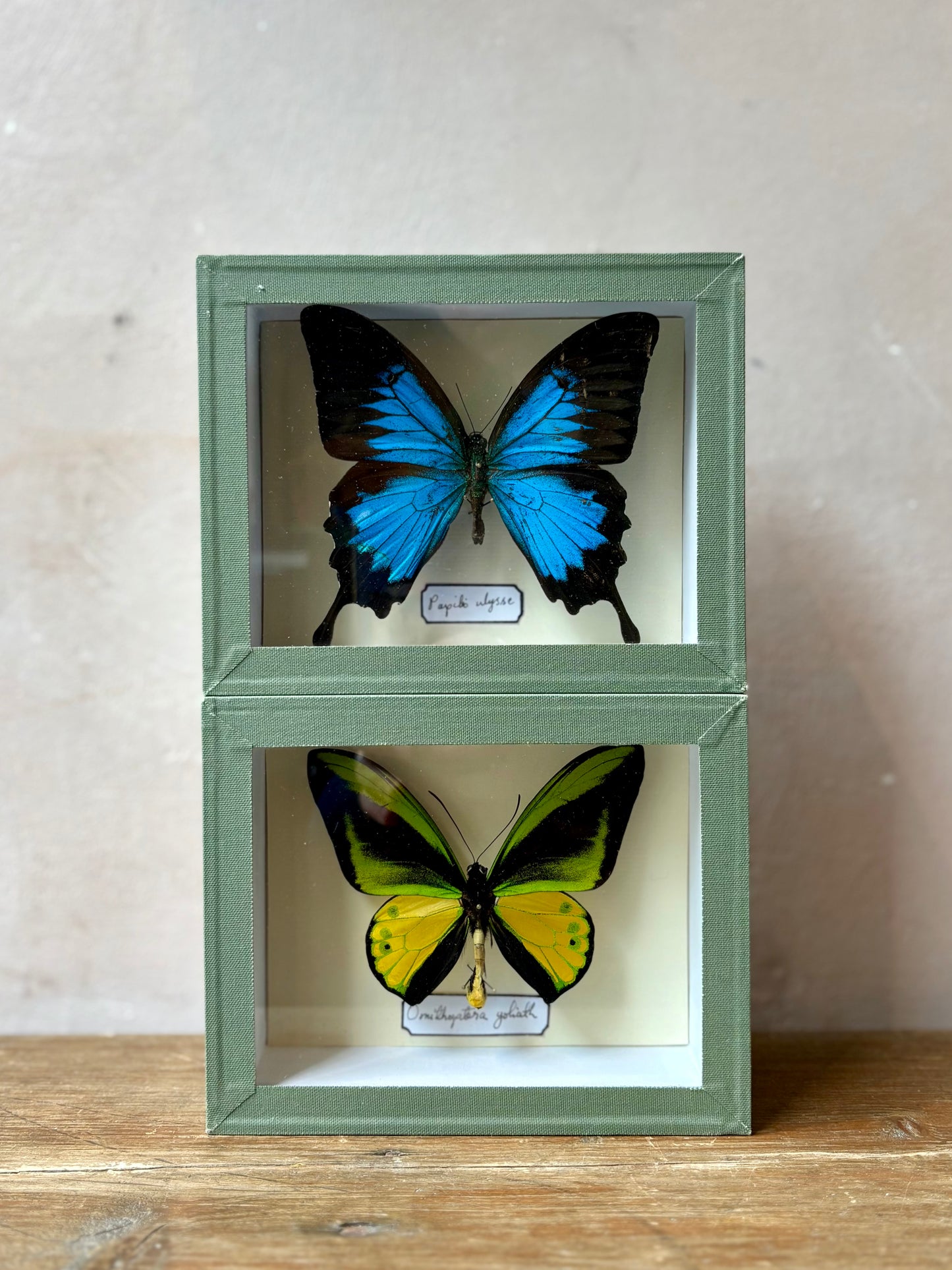 Framed Butterfly Specimen