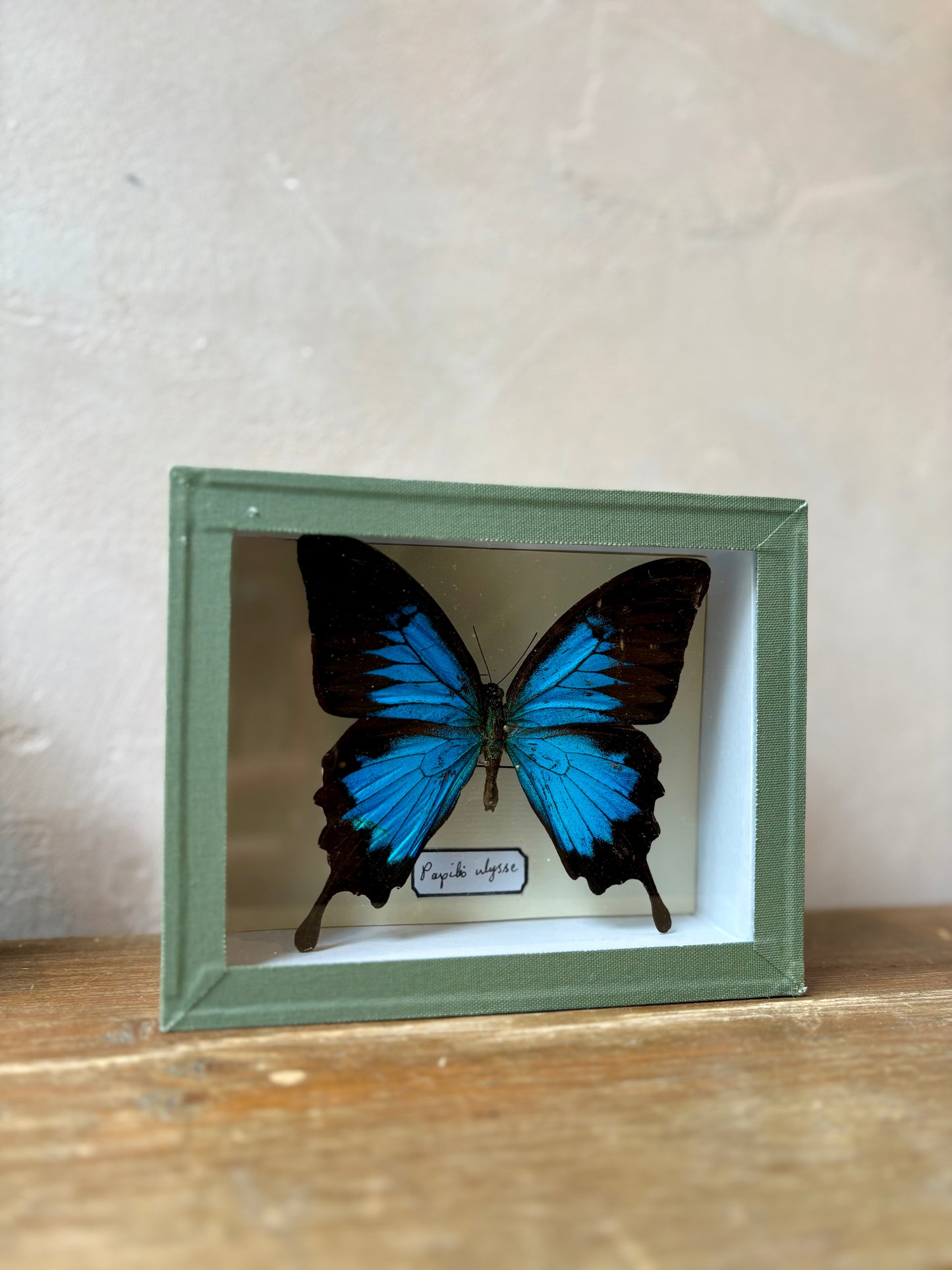 Framed Butterfly Specimen
