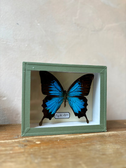 Framed Butterfly Specimen