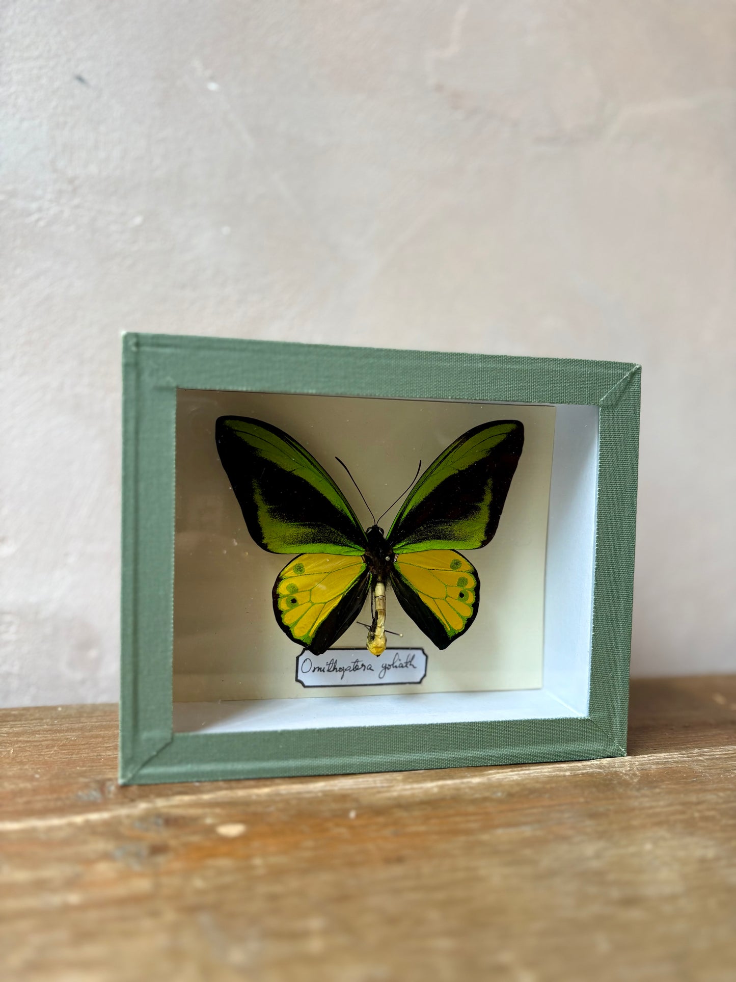 Framed Butterfly Specimen