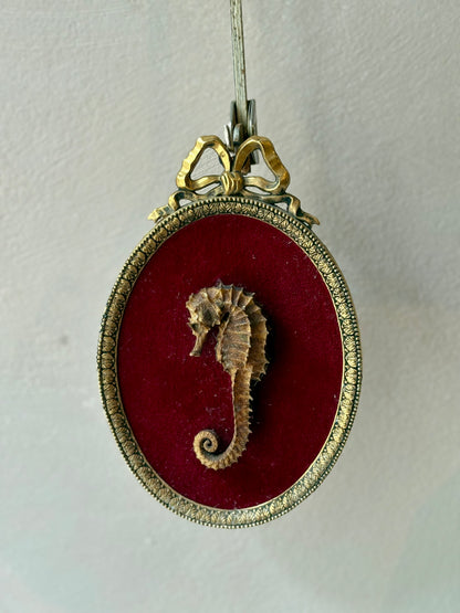 Genuine Seahorse mounted on a Louis XVI style frame