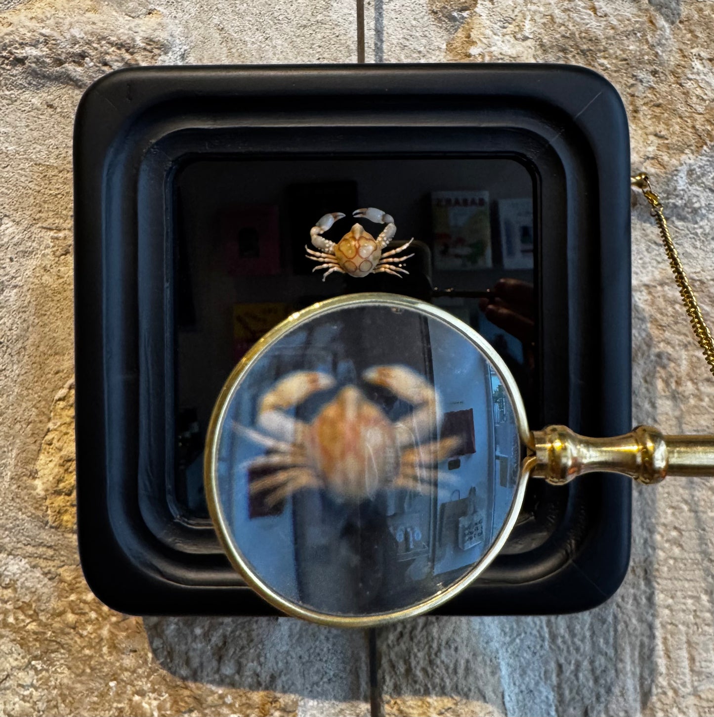 Observation Entomology frame with Magnifying Glass