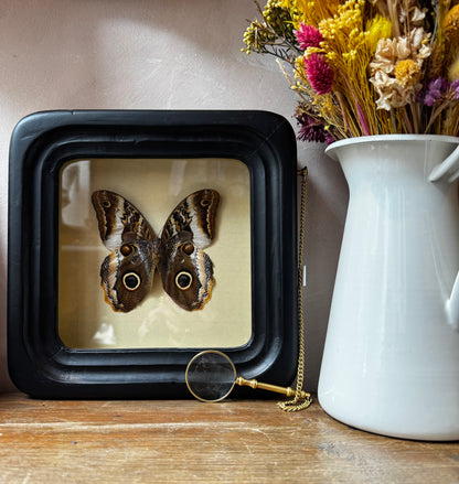Observation Entomology frame with Magnifying Glass