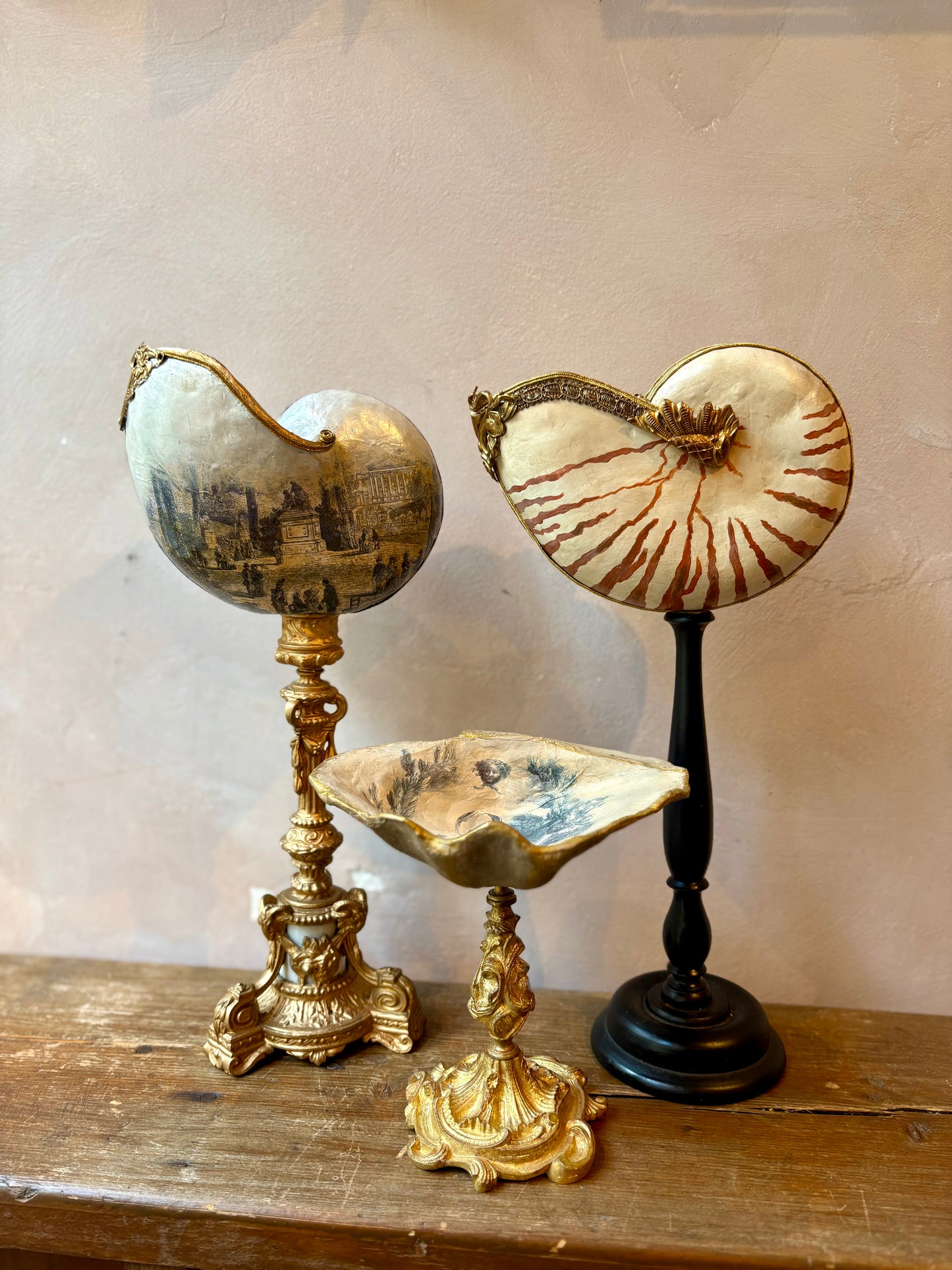 Curiosity Cabinet Shell Sculptures