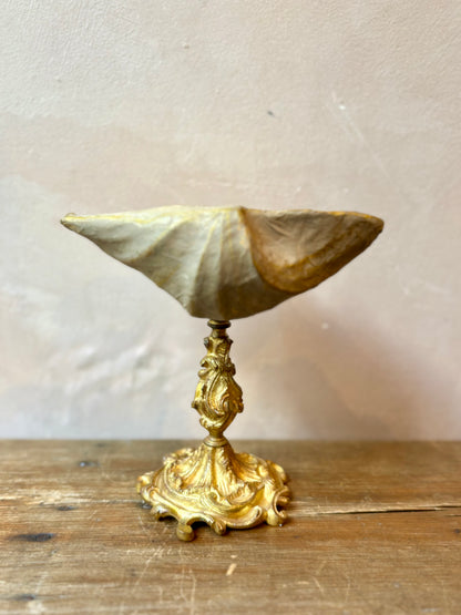 Curiosity Cabinet Shell Sculptures