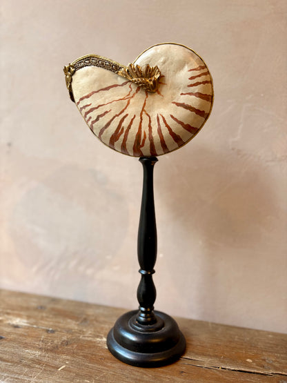 Curiosity Cabinet Shell Sculptures