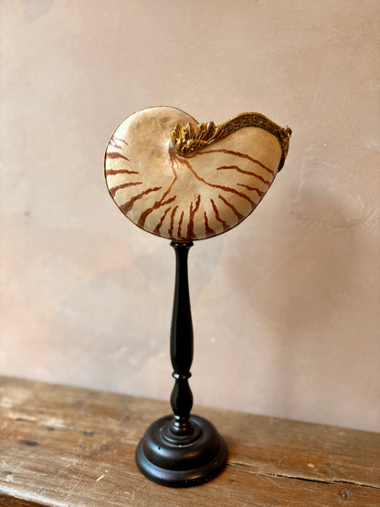 Curiosity Cabinet Shell Sculptures