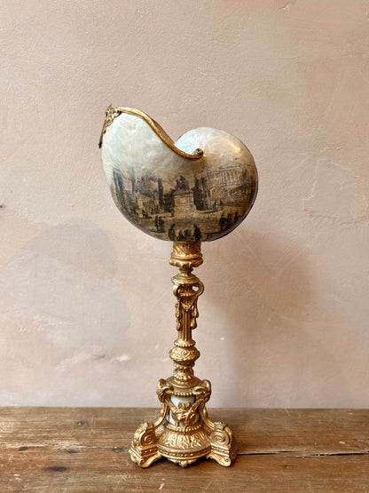 Curiosity Cabinet Shell Sculptures