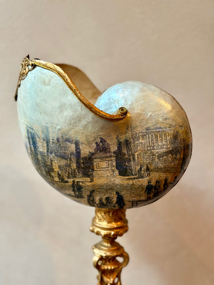 Curiosity Cabinet Shell Sculptures